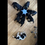 Labrador Retriever - Both