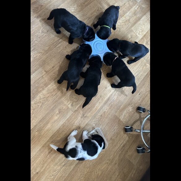 Labrador Retriever - Both