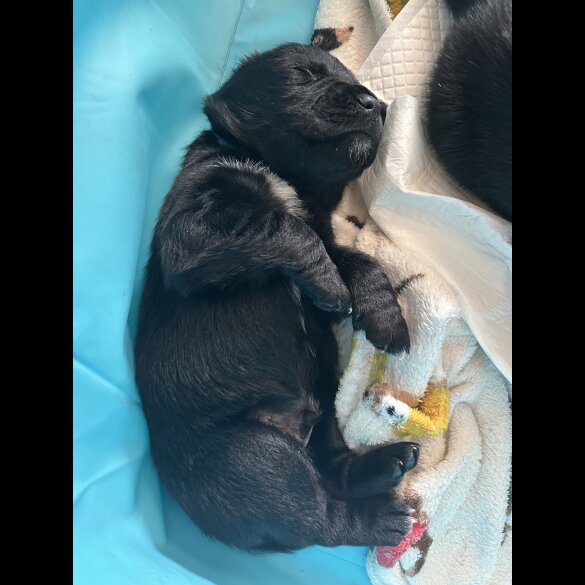 Labrador Retriever - Both