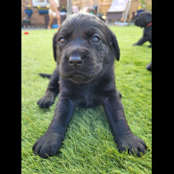 Labrador Retriever - Both