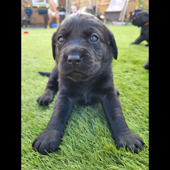 Labrador Retriever - Both