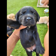 Labrador Retriever - Both