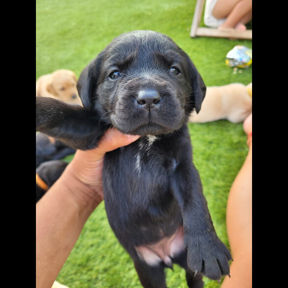 Labrador Retriever - Both