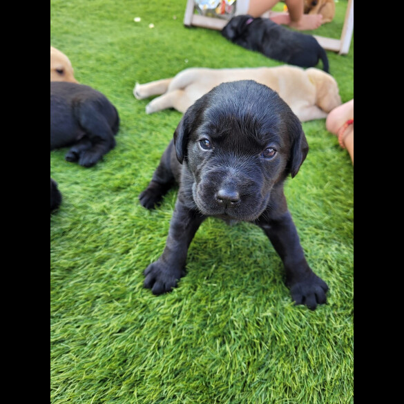 Labrador Retriever - Both