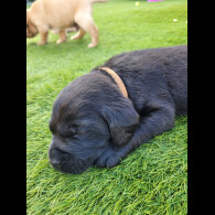 Labrador Retriever - Both