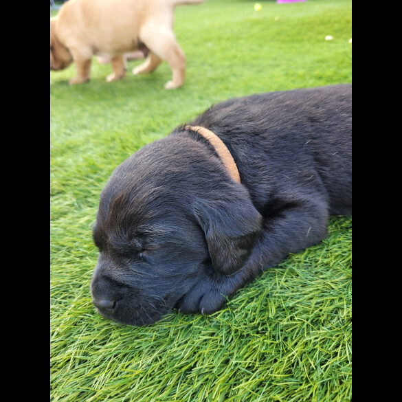 Labrador Retriever - Both