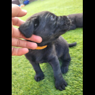 Labrador Retriever - Both