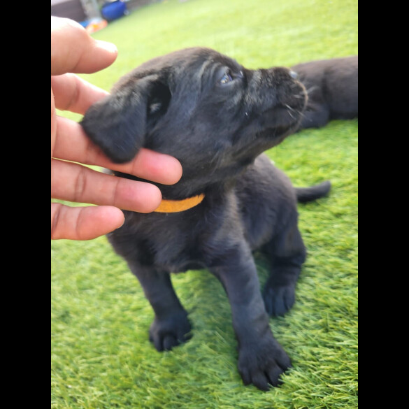 Labrador Retriever - Both