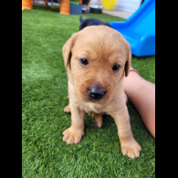 Labrador Retriever - Both