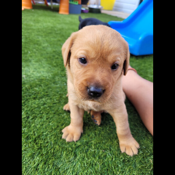 Labrador Retriever - Both