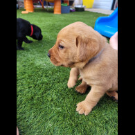 Labrador Retriever - Both