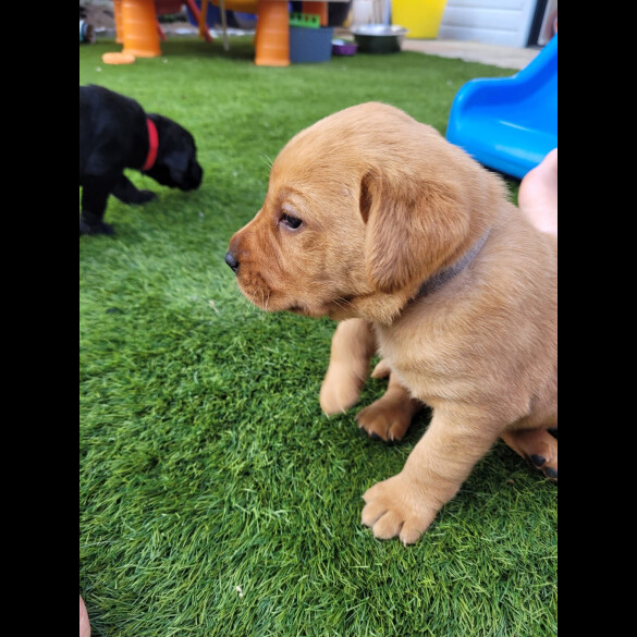 Labrador Retriever - Both
