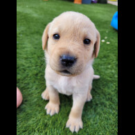 Labrador Retriever - Both
