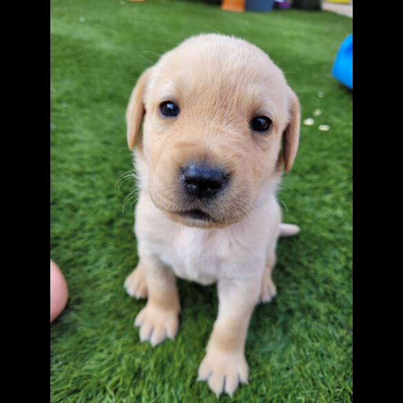 Labrador Retriever - Both