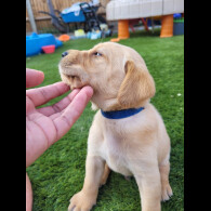 Labrador Retriever - Both