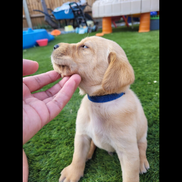Labrador Retriever - Both