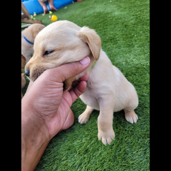 Labrador Retriever - Both