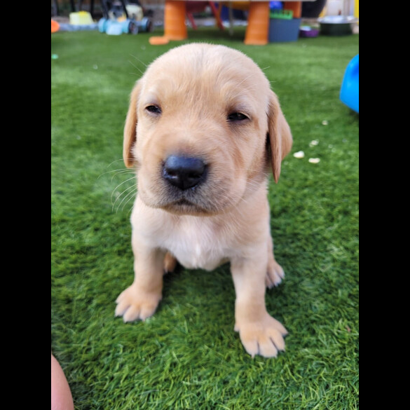 Labrador Retriever - Both