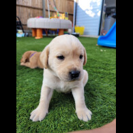 Labrador Retriever - Both