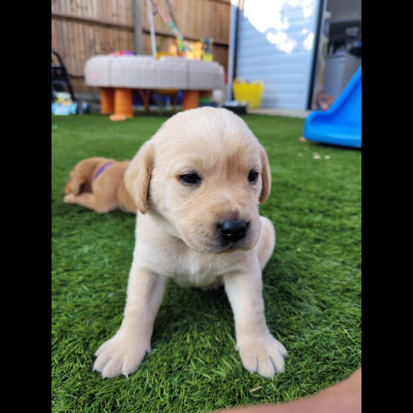 Labrador Retriever - Both