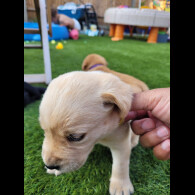 Labrador Retriever - Both