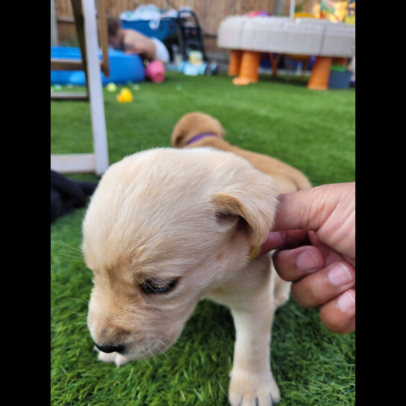 Labrador Retriever - Both