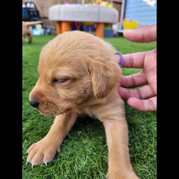 Labrador Retriever - Both