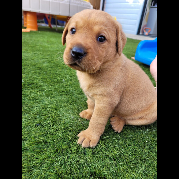 Labrador Retriever - Both