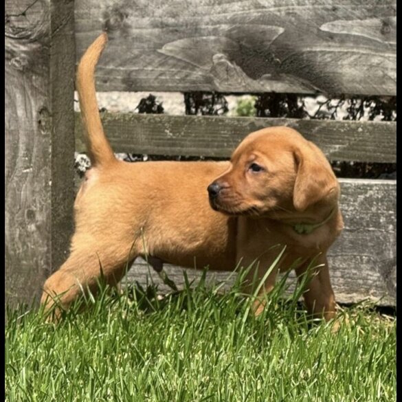 Labrador Retriever - Both