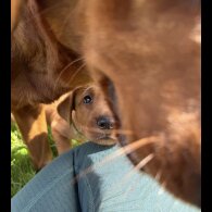 Labrador Retriever - Both