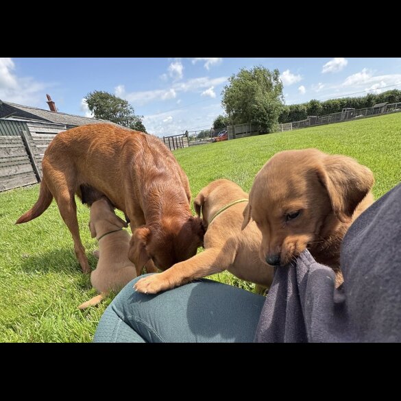 Labrador Retriever - Both