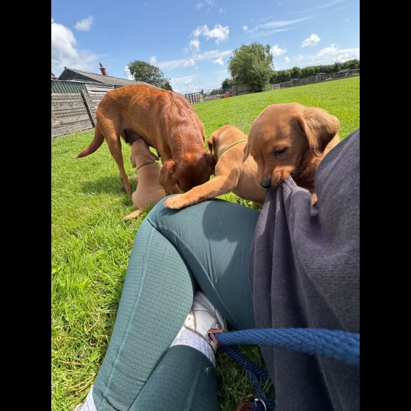 Labrador Retriever - Both