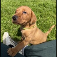 Labrador Retriever - Both