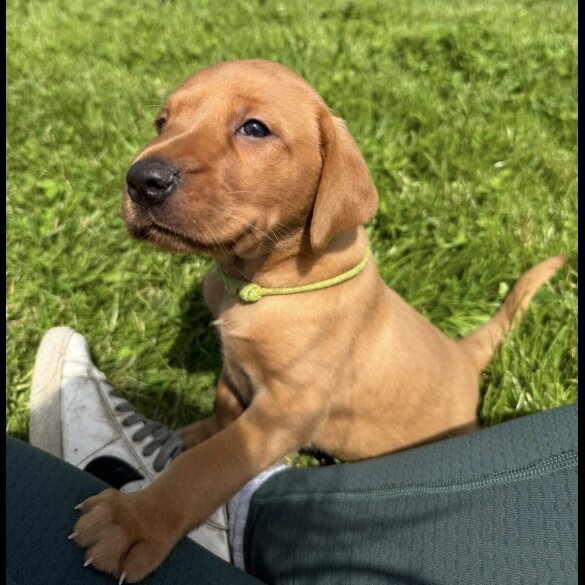 Labrador Retriever - Both