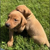 Labrador Retriever - Both