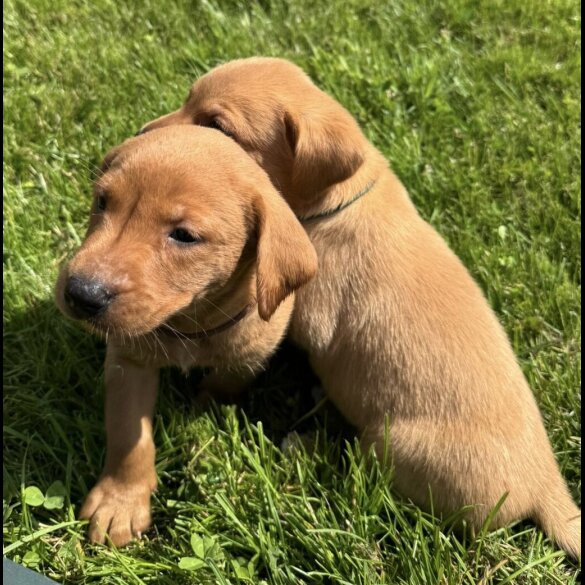 Labrador Retriever - Both