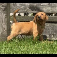 Labrador Retriever - Both