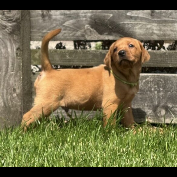 Labrador Retriever - Both