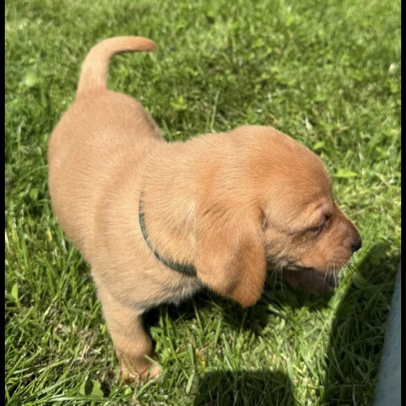 Labrador Retriever - Both