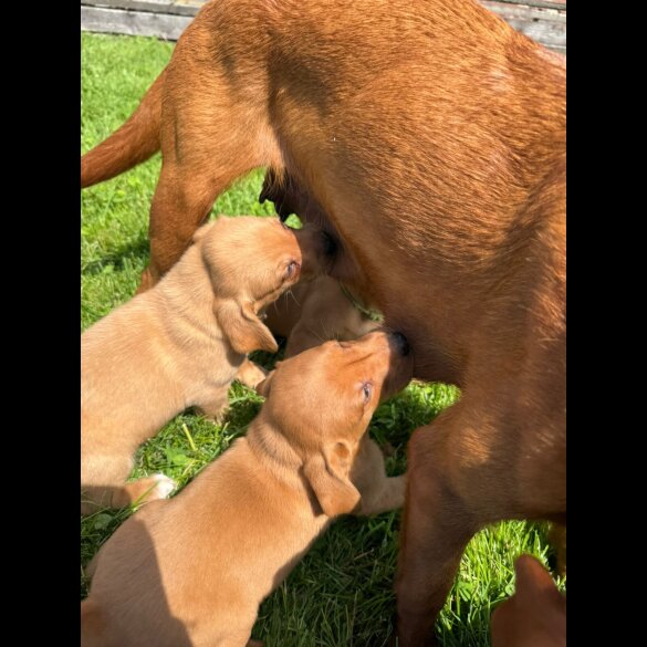 Labrador Retriever - Both