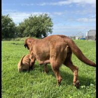 Labrador Retriever - Both