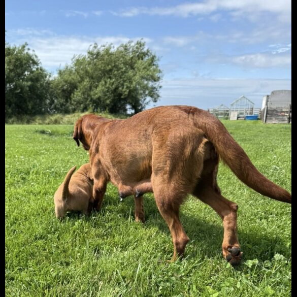 Labrador Retriever - Both