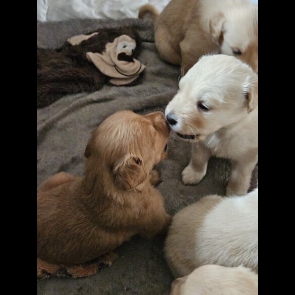 Labrador Retriever - Both
