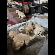 Labrador Retriever - Both
