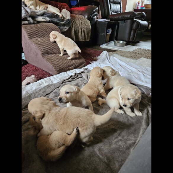 Labrador Retriever - Both
