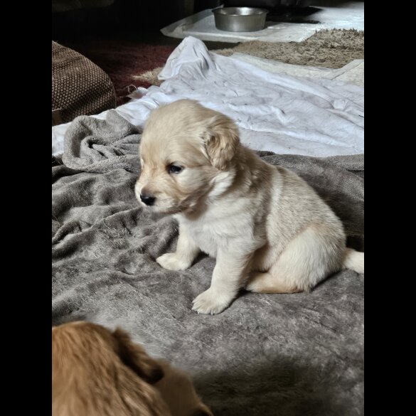 Labrador Retriever - Both