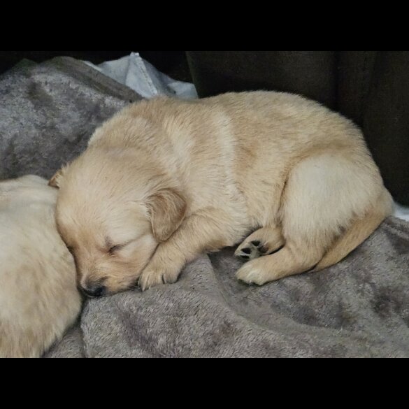 Labrador Retriever - Both
