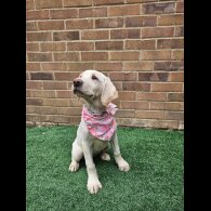 Labrador Retriever - Both