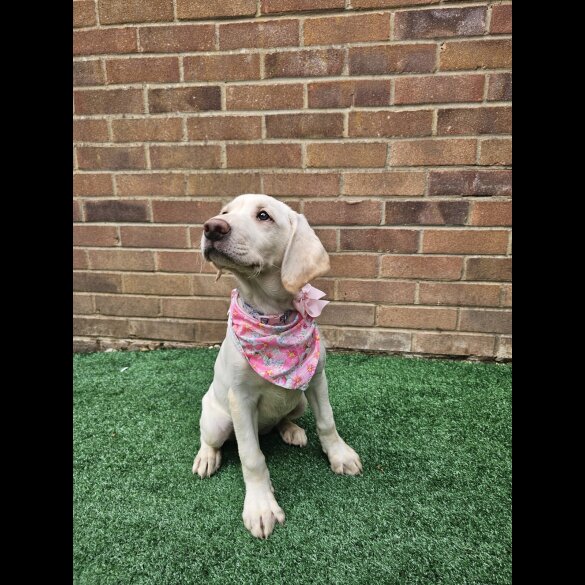 Labrador Retriever - Both
