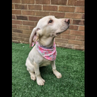 Labrador Retriever - Both